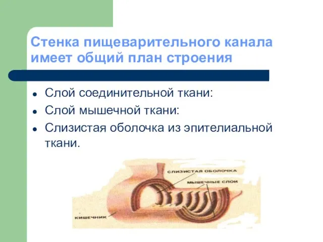 Стенка пищеварительного канала имеет общий план строения Слой соединительной ткани: Слой