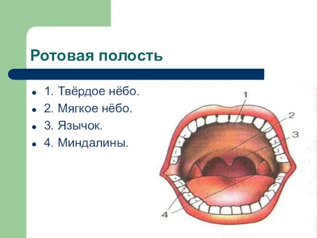 Ротовая полость 1. Твёрдое нёбо. 2. Мягкое нёбо. 3. Язычок. 4. Миндалины.