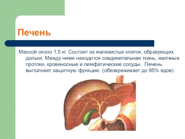 Печень Массой около 1,5 кг. Состоит из железистых клеток, образующих дольки.