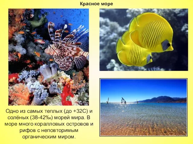 Красное море Одно из самых теплых (до +32С) и солёных (38-42‰)