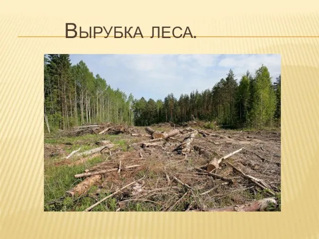 вырубка леса.