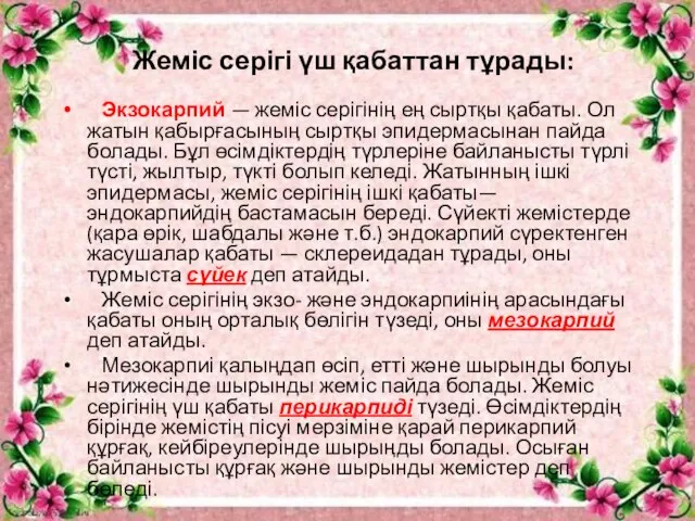 Экзокарпий — жеміс серігінің ең сыртқы қабаты. Ол жатын қабырғасының сыртқы