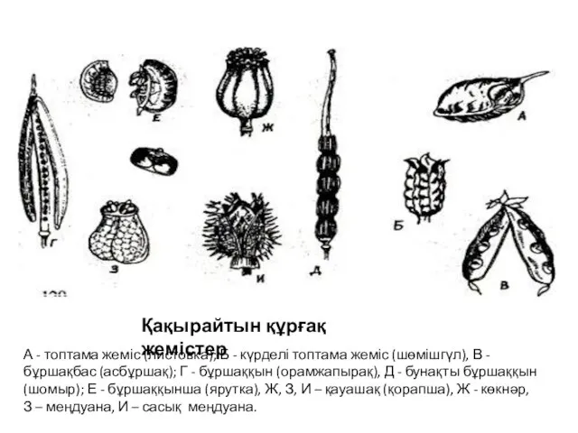 Қақырайтын құрғақ жемістер А - топтама жеміс (листовка); Б - күрделі