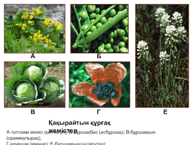 А-топтама жеміс (қалтагүл); Б-бұршақбас (асбұршақ); В-бұршаққын (орамжапырақ); Г-қауашақ (көкнәр); Е-бұршаққынша (ярутка);