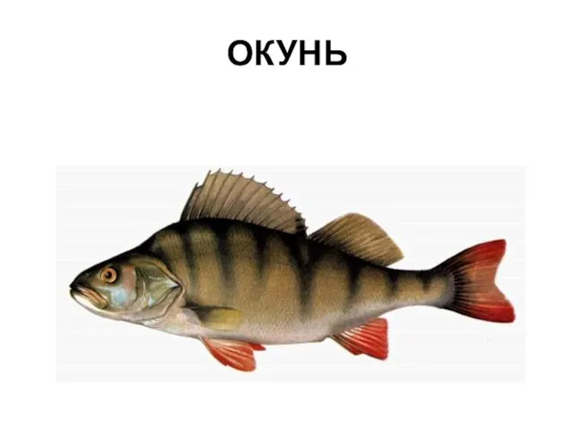 ОКУНЬ