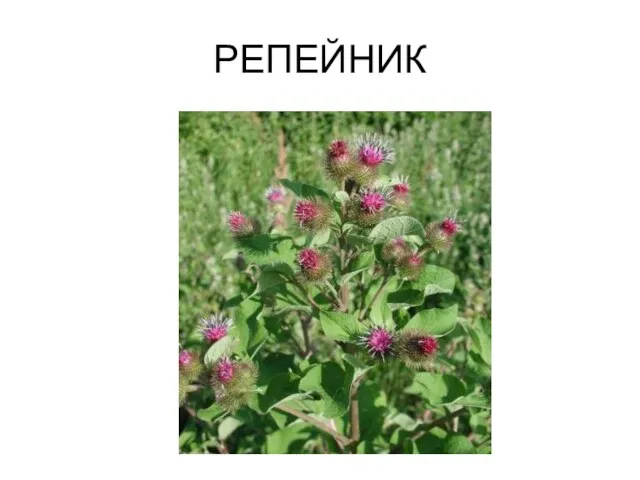 РЕПЕЙНИК