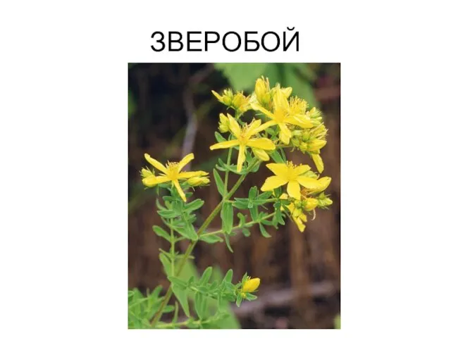 ЗВЕРОБОЙ