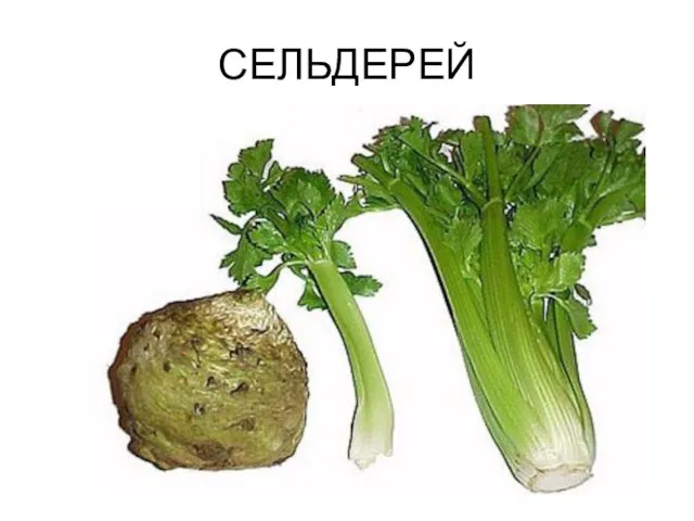 СЕЛЬДЕРЕЙ