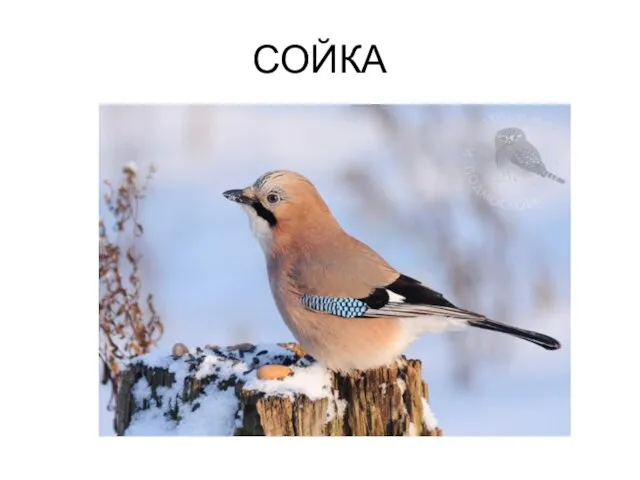 СОЙКА