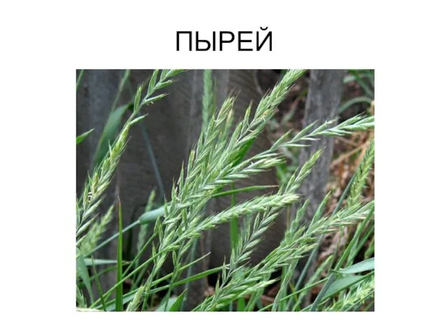 ПЫРЕЙ