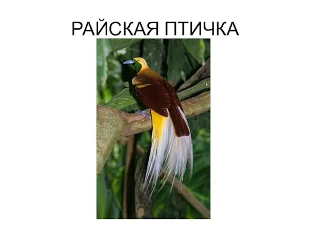 РАЙСКАЯ ПТИЧКА