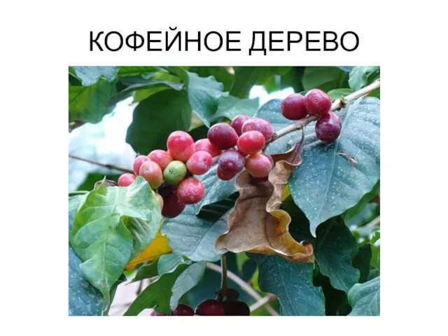 КОФЕЙНОЕ ДЕРЕВО