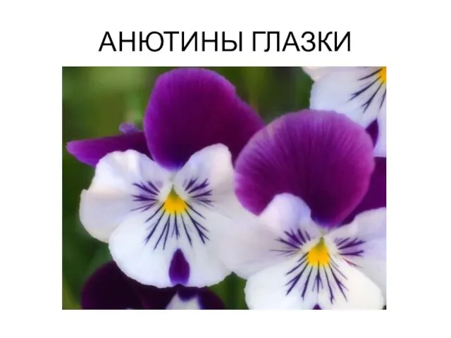 АНЮТИНЫ ГЛАЗКИ