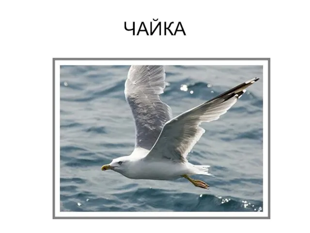 ЧАЙКА