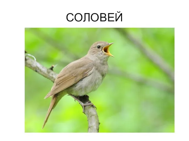 СОЛОВЕЙ