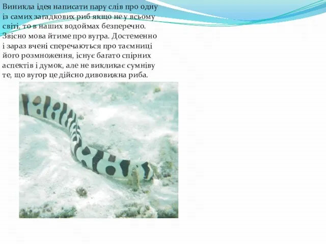 Виникла ідея написати пару слів про одну із самих загадкових риб