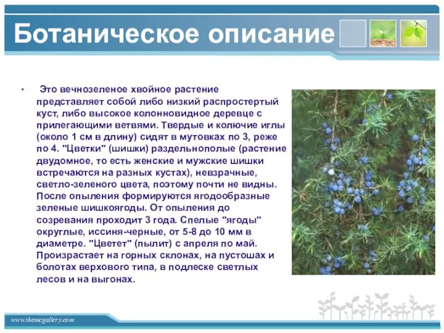 Ботаническое описание Это вечнозеленое хвойное растение представляет собой либо низкий распростертый