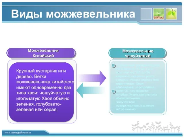 Виды можжевельника Можжевельник Китайский Можжевельник чешуйчатый Небольшой распростертый кустарник от 0,5