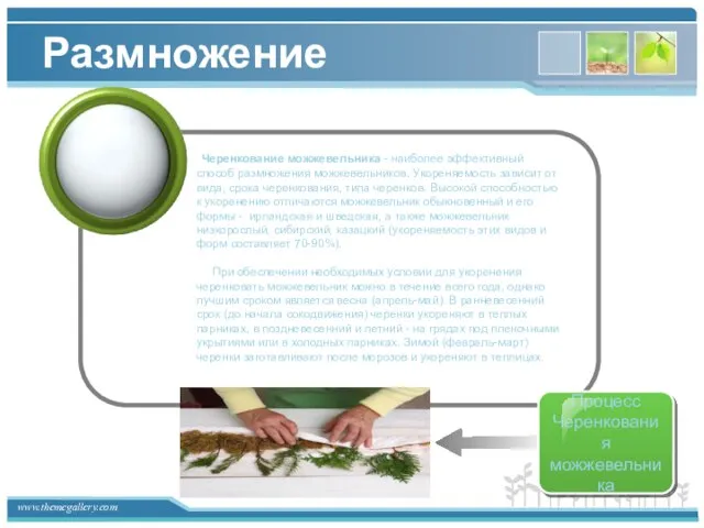 Размножение Text in here Text in here Text in here Черенкование