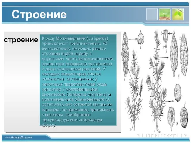 Строение К роду Можжевельник (Juniperus) принадлежит приблизительно 70 вечнозеленых, имеющих разное