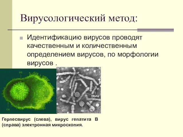 Вирусологический метод: Идентификацию вирусов проводят качественным и количественным определением вирусов, по