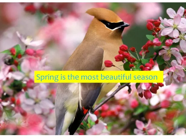 Spring is the most beautiful season