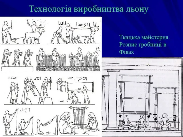 Технологія виробництва льону Ткацька майстерня. Розпис гробниці в Фівах