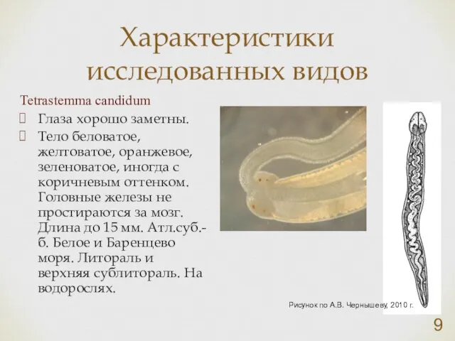 Характеристики исследованных видов Tetrastemma candidum Глаза хорошо заметны. Тело беловатое, желтоватое,