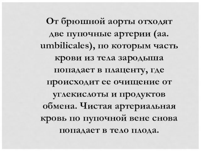 От брюшной аорты отходят две пупочные артерии (aa. umbilicales), по которым