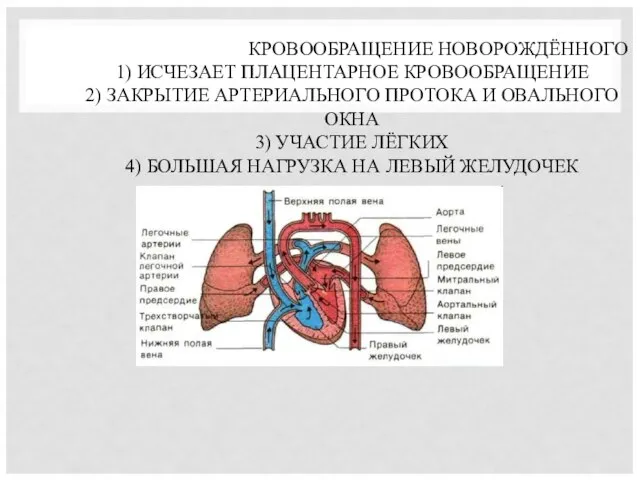 КРОВООБРАЩЕНИЕ НОВОРОЖДЁННОГО 1) ИСЧЕЗАЕТ ПЛАЦЕНТАРНОЕ КРОВООБРАЩЕНИЕ 2) ЗАКРЫТИЕ АРТЕРИАЛЬНОГО ПРОТОКА И