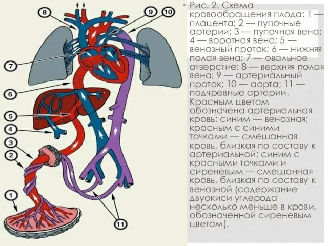 Рис. 2. Схема кровообращения плода: 1 — плацента; 2 — пупочные