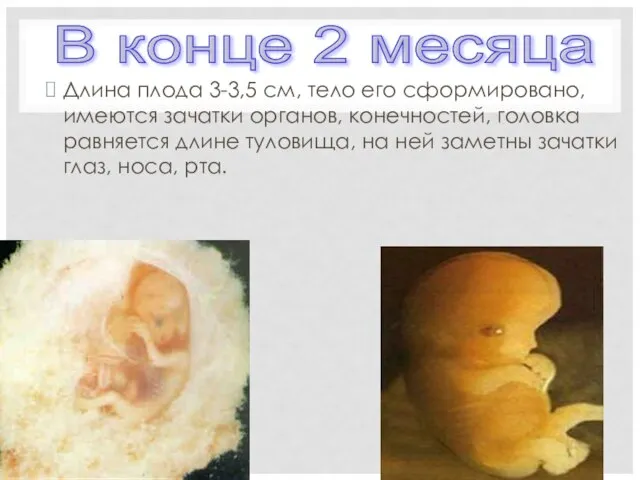 Длина плода 3-3,5 см, тело его сформировано, имеются зачатки органов, конечностей,