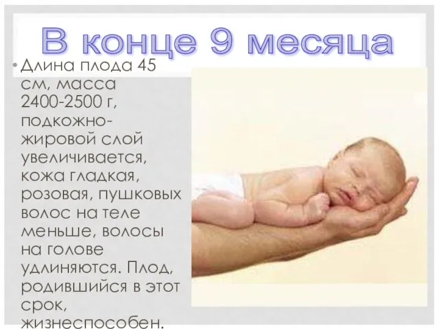 Длина плода 45 см, масса 2400-2500 г, подкожно-жировой слой увеличивается, кожа