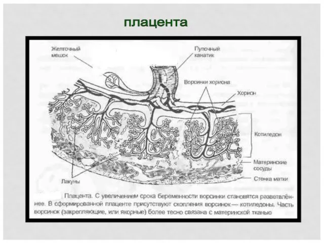 плацента