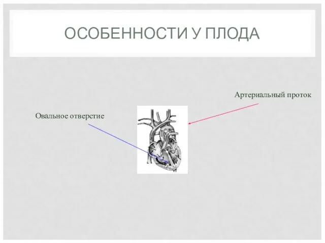 ОСОБЕННОСТИ У ПЛОДА Артериальный проток Овальное отверстие