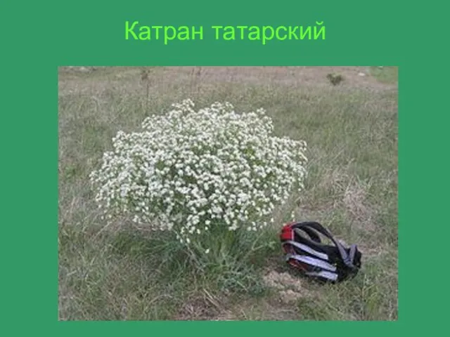 Катран татарский