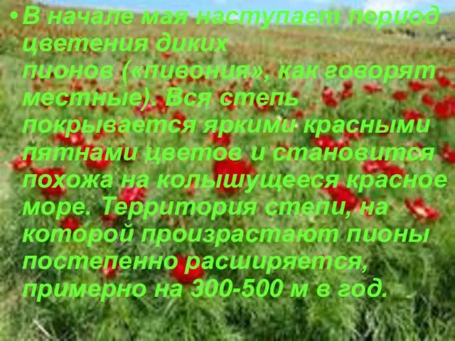 В начале мая наступает период цветения диких пионов («пивония», как говорят