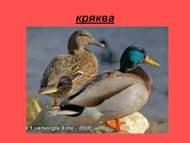 кряква