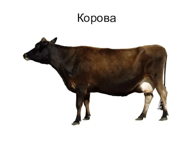 Корова