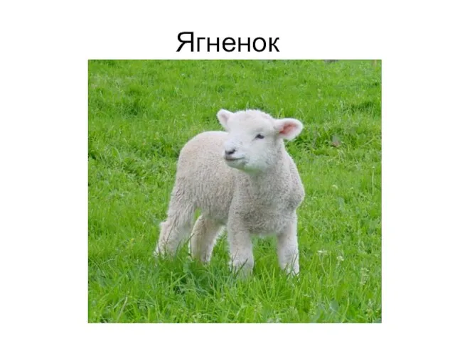 Ягненок