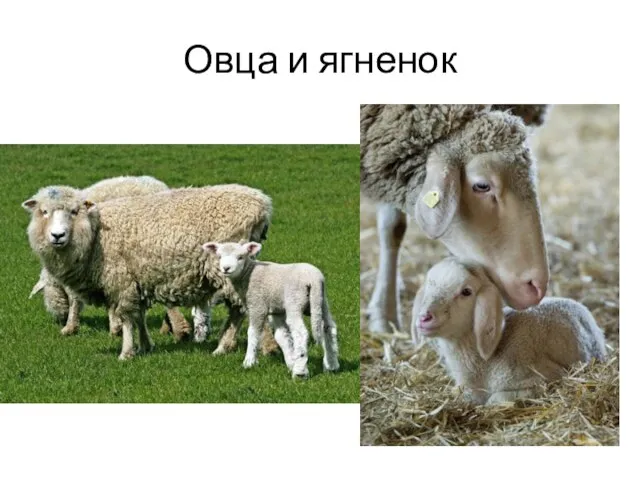 Овца и ягненок