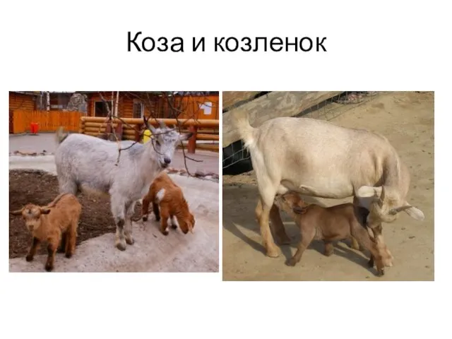 Коза и козленок