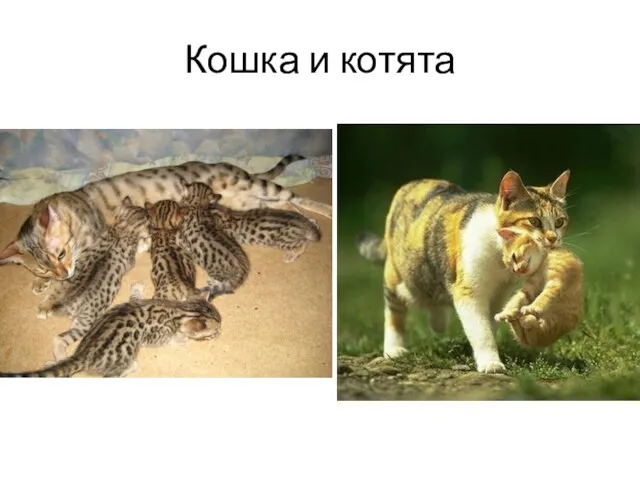 Кошка и котята