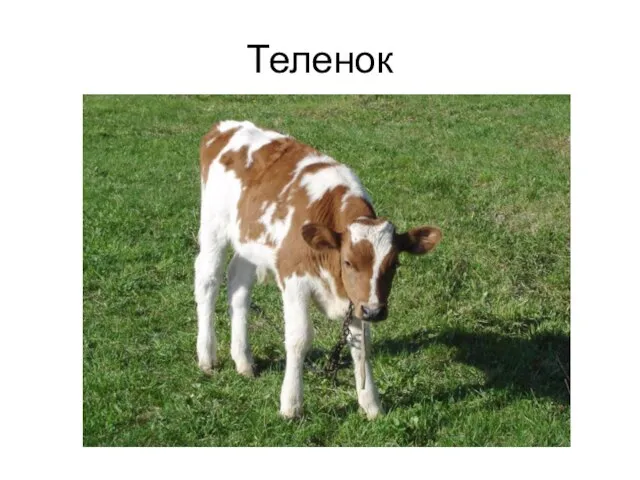 Теленок