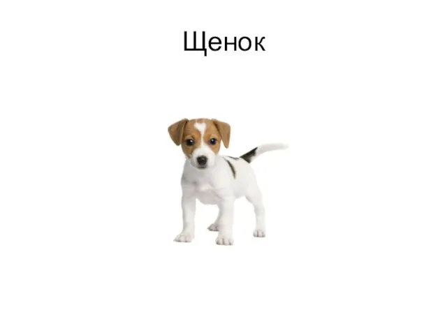 Щенок