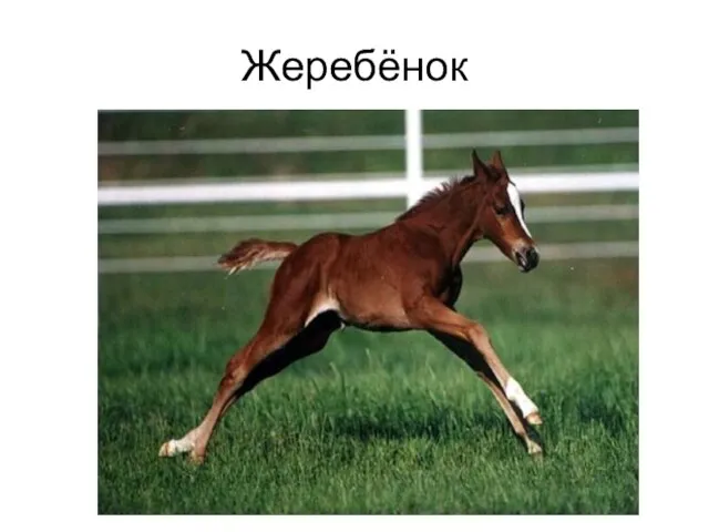 Жеребёнок