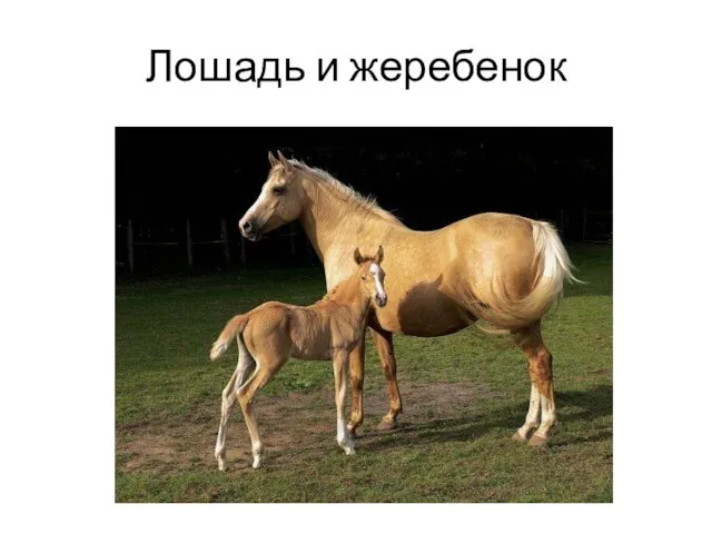 Лошадь и жеребенок