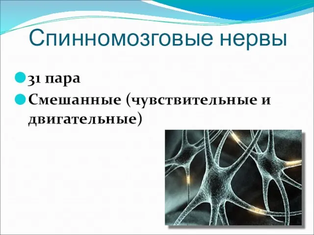 Спинномозговые нервы 31 пара Смешанные (чувствительные и двигательные)