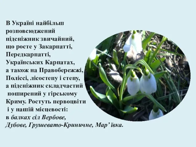 В Україні найбільш розповсюджений підсніжник звичайний, що росте у Закарпатті, Передкарпатті,