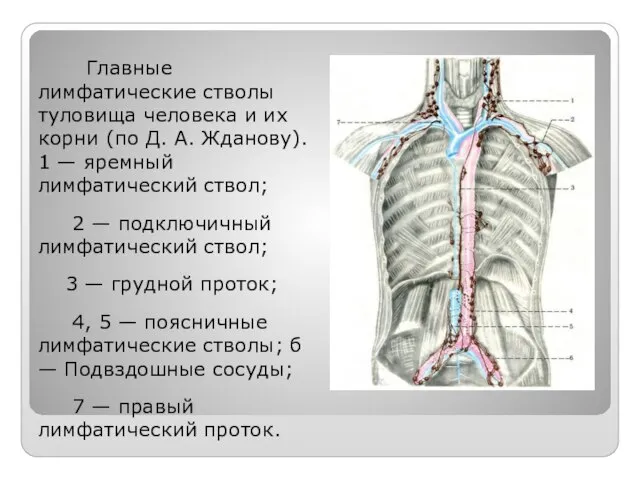 Главные лимфатические стволы туловища человека и их корни (по Д. А.